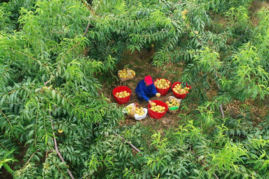 在重慶市黔江區(qū)濯水鎮(zhèn)烏楊社區(qū)黃桃基地，村民在分揀黃桃。楊敏攝