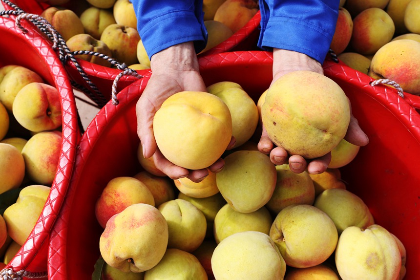在重慶市黔江區(qū)濯水鎮(zhèn)烏楊社區(qū)黃桃基地，村民在分揀黃桃。楊敏攝
