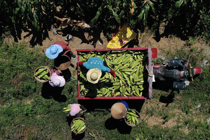 村民在采收水果玉米。楊敏攝