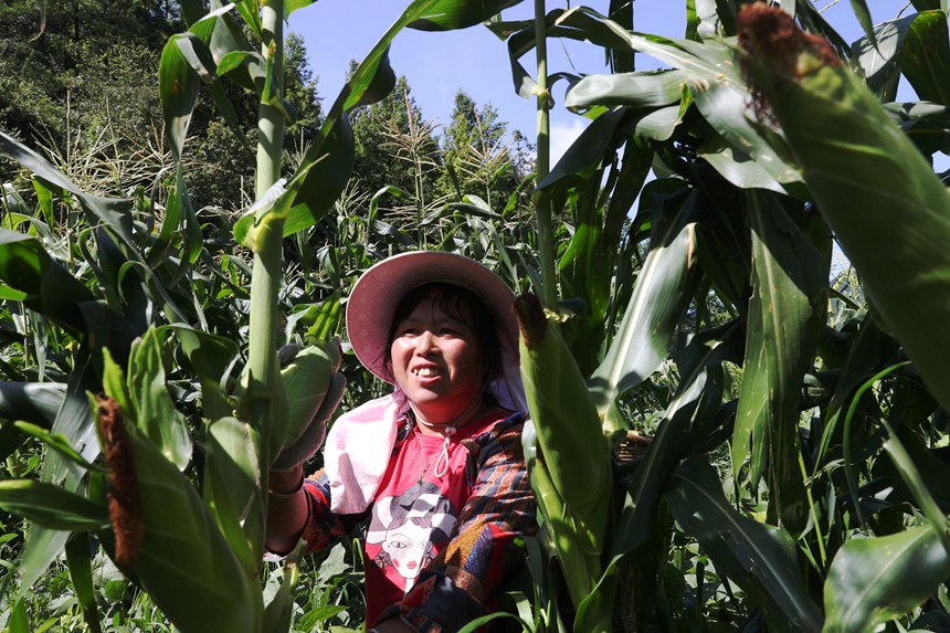 村民在采收水果玉米。楊敏攝