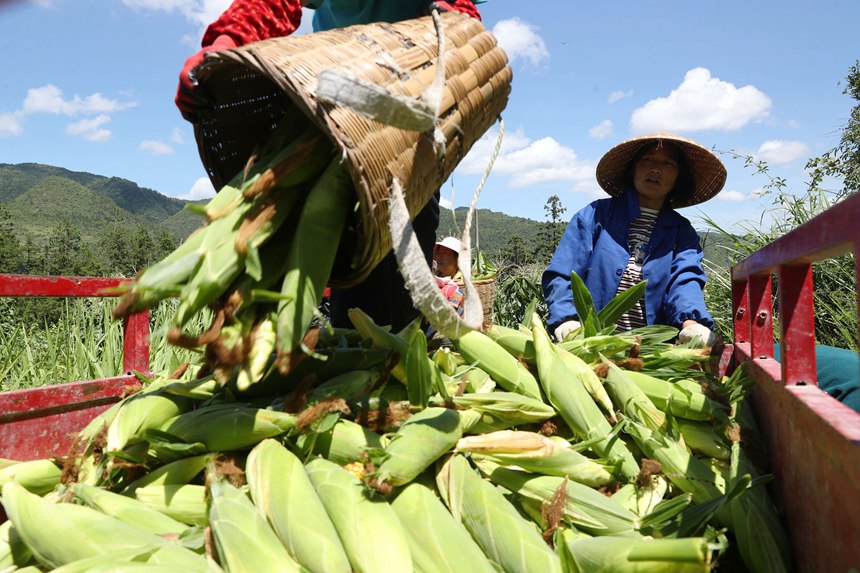 村民在采收水果玉米。楊敏攝