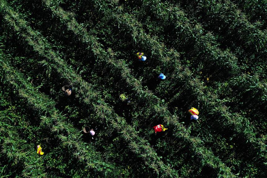 蒼嶺鎮(zhèn)太和村玉米復(fù)合種植基地。楊敏攝