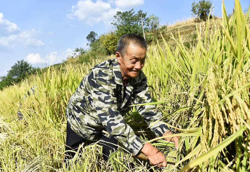 豐收了，村民笑哈哈。黃河攝