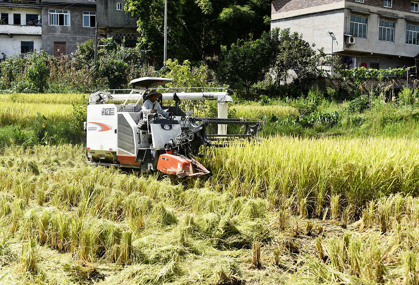 機(jī)器收割稻谷。黃河攝