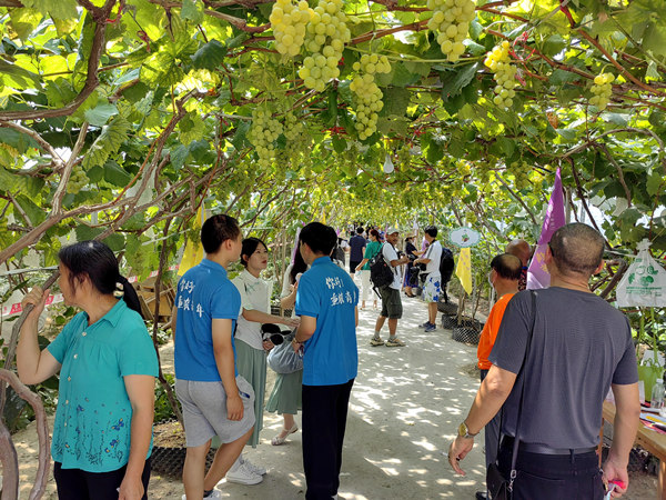 黔江區(qū)首屆葡萄云采摘節(jié)活動現(xiàn)場。黔江區(qū)委宣傳部供圖