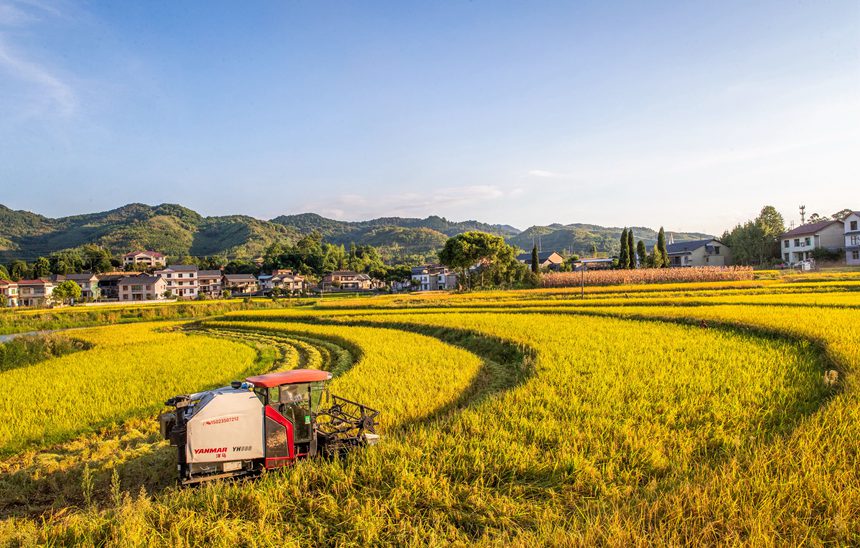 收割機(jī)在搶收稻谷。瞿明斌攝