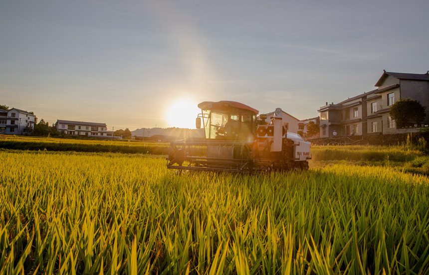 收割機在搶收稻谷。瞿明斌攝