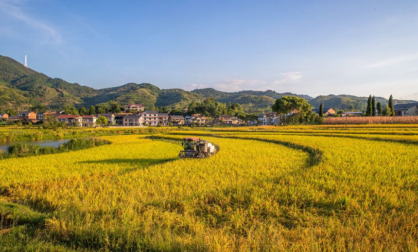 收割機(jī)在搶收稻谷。瞿明斌攝