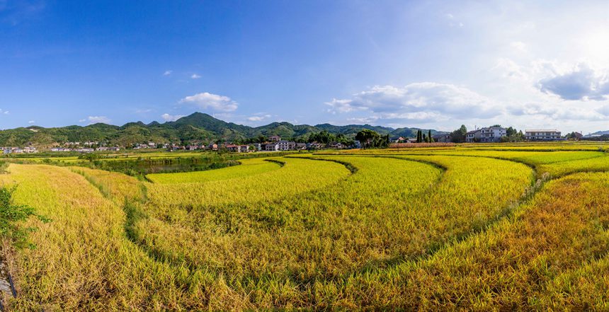 收割機在搶收稻谷。瞿明斌攝