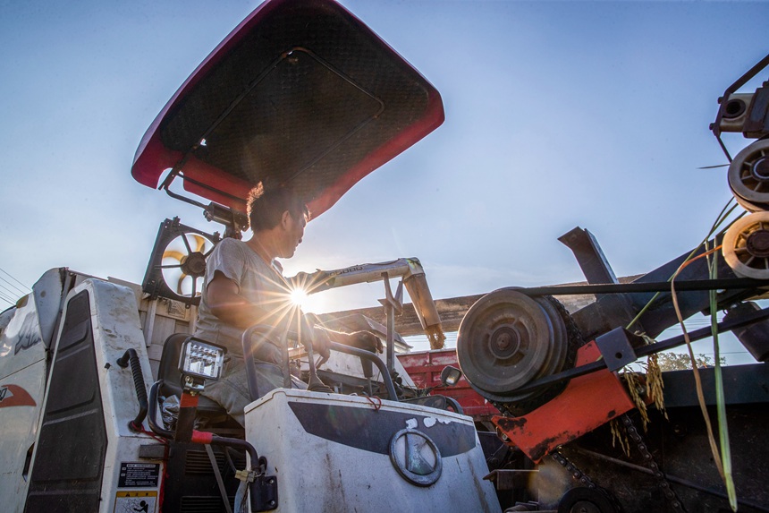 收割機在搶收稻谷。瞿明斌攝