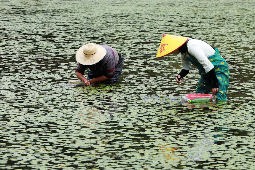 村民在田間采摘莼菜。趙軍攝