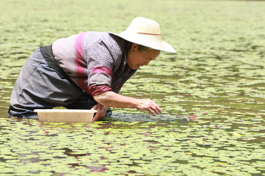 村民在田間采摘莼菜。趙軍攝