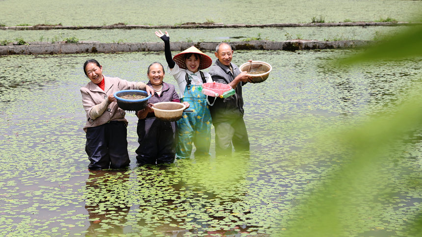 莼菜豐收村民樂開懷。趙軍攝
