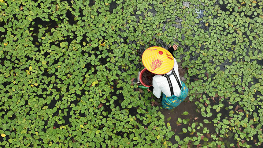 村民在田間采摘莼菜。趙軍攝
