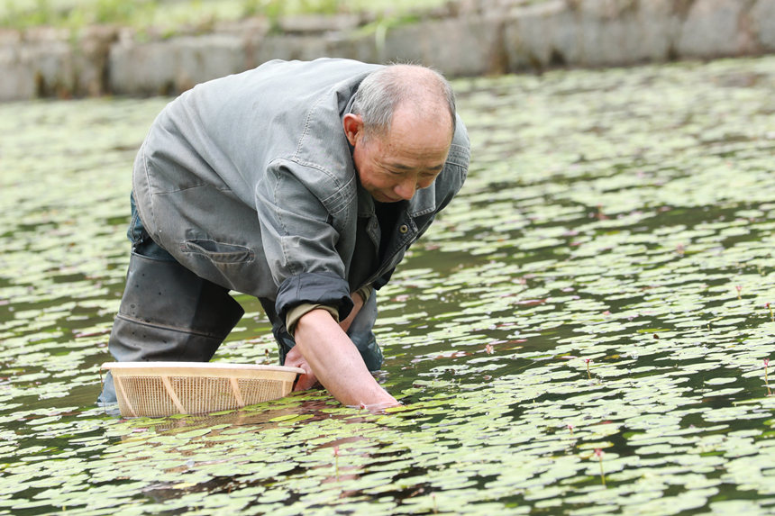 村民在田間采摘莼菜。趙軍攝