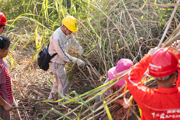 8月14日，國(guó)網(wǎng)重慶市電力公司員工與潼南區(qū)小渡鎮(zhèn)黨員干部、護(hù)林員一起清理易燃物、障礙物。李旭攝