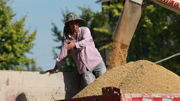 收割水稻。趙軍攝