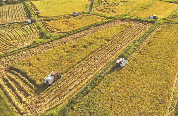 收割稻谷。廣安市委宣傳部供圖