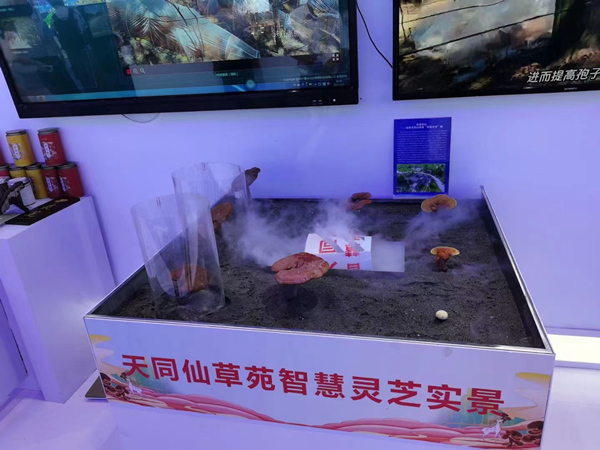 智慧靈芝項目。蔣海濤攝