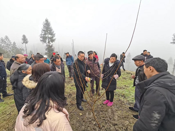 聯系專家到村指導脆紅李種植技術（資料圖）。受訪者供圖