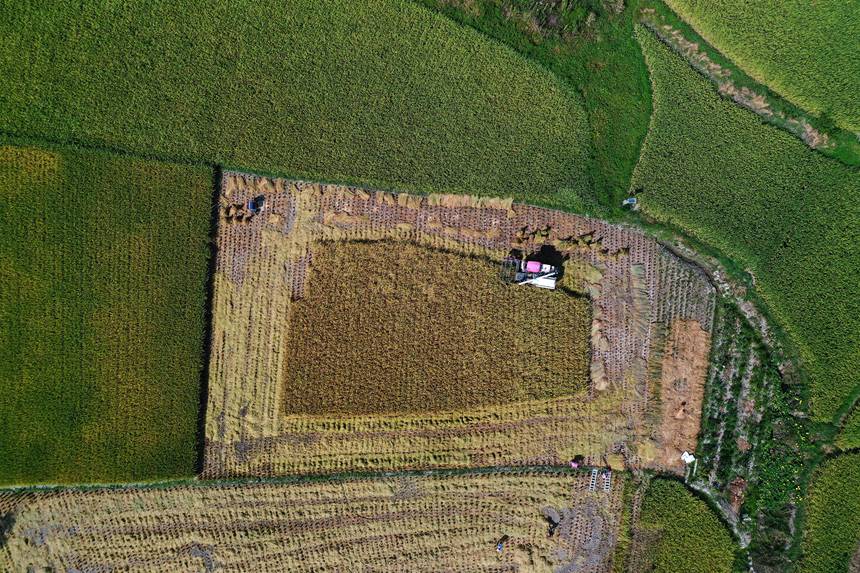 收割機(jī)在重慶市黔江區(qū)小南海鎮(zhèn)大路社區(qū)收割稻谷。楊敏攝