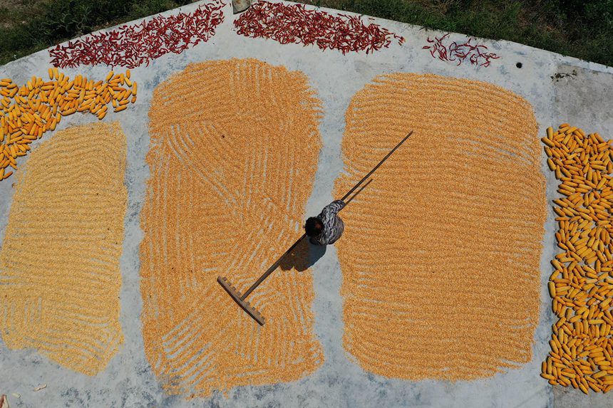 黔江區(qū)沙壩鎮(zhèn)三臺村村民在晾曬玉米。楊敏攝