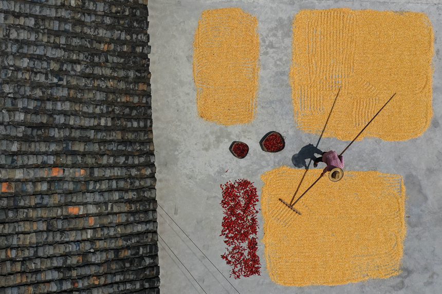 黔江區(qū)沙壩鎮(zhèn)三臺村村民在晾曬玉米。楊敏攝