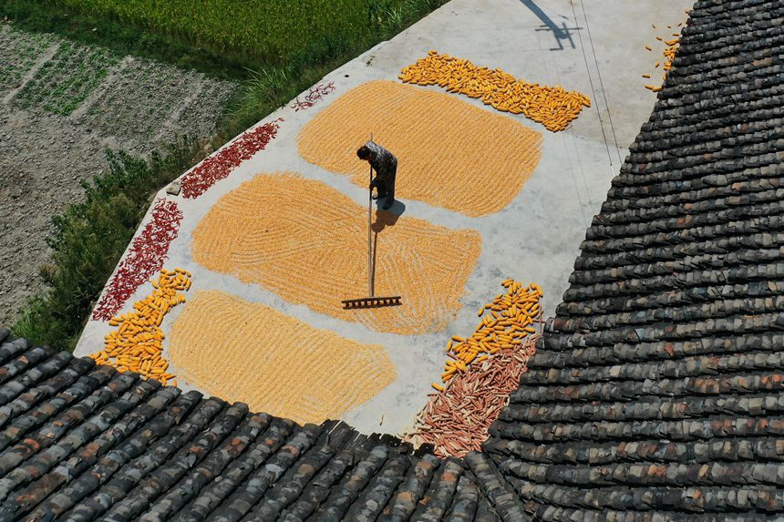 黔江區(qū)沙壩鎮(zhèn)三臺村村民在晾曬玉米。楊敏攝