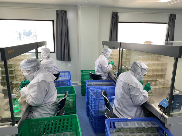 工作人員進(jìn)行脫毒馬鈴薯試管苗的擴(kuò)繁。蔣海濤攝