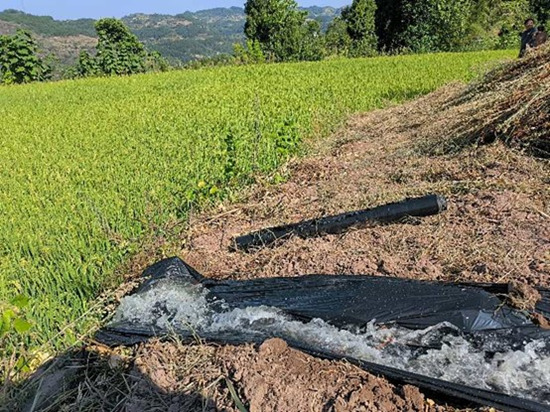 重慶綦江區(qū)成片優(yōu)質(zhì)水稻“飲”甘泉。重慶市水利局供圖