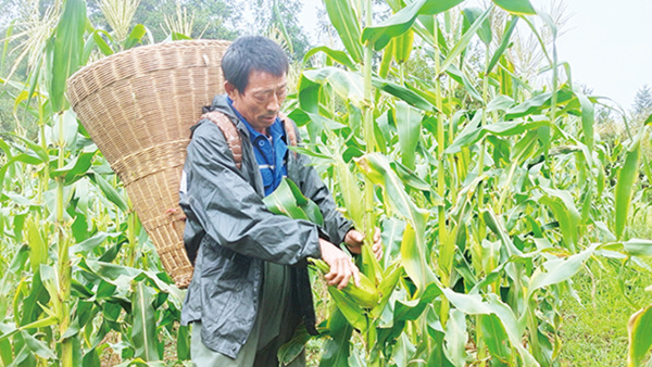 村民正在采收水果玉米。張影攝