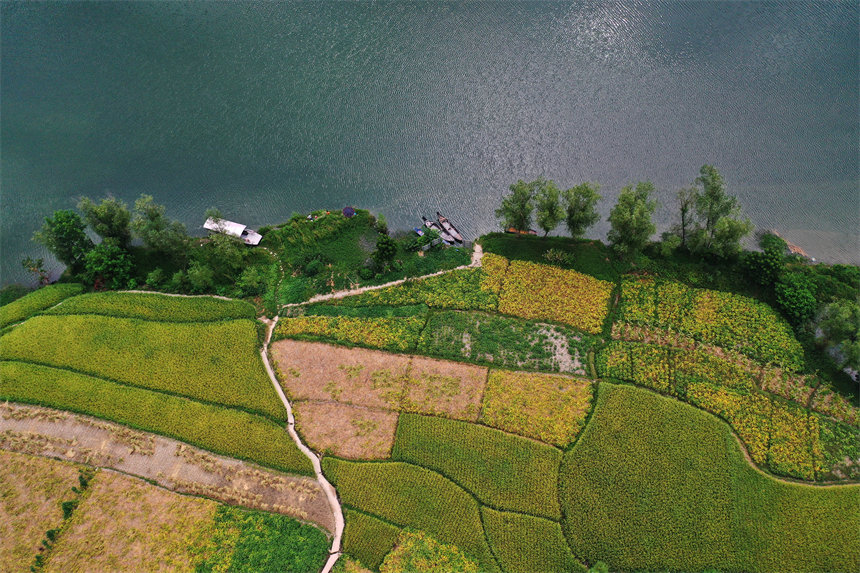 載運秋收農(nóng)作物的船只停在重慶市黔江區(qū)阿蓬江鎮(zhèn)大坪村的阿蓬江邊。楊敏攝