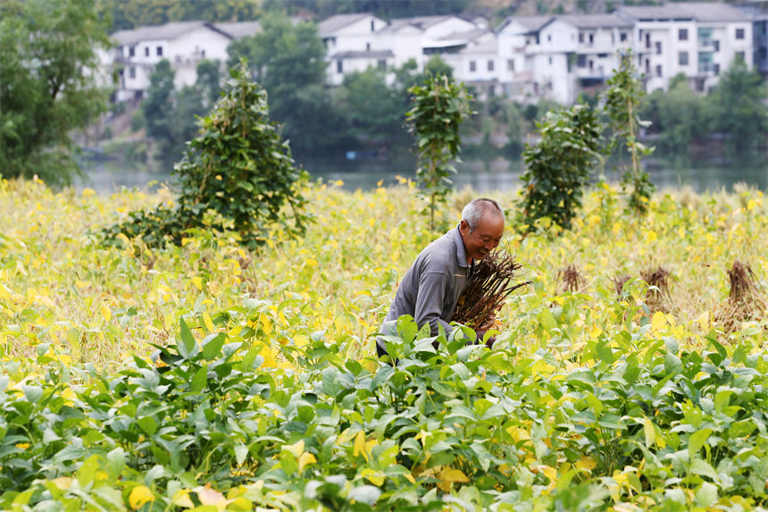 重慶市黔江區(qū)阿蓬江鎮(zhèn)大坪村村民在采收黃豆。楊敏攝