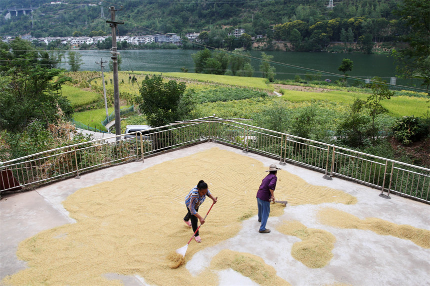 重慶市黔江區(qū)阿蓬江鎮(zhèn)大坪村村民在晾曬稻谷。楊敏攝
