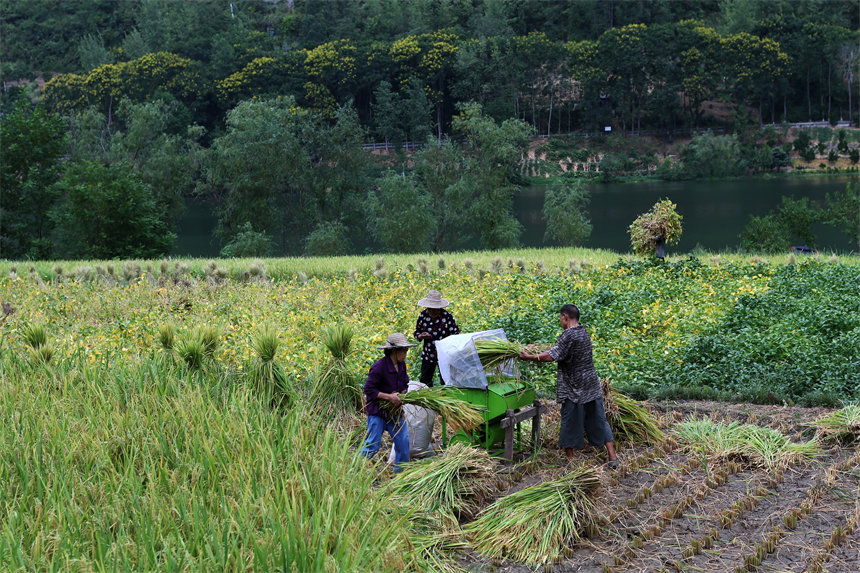重慶市黔江區(qū)阿蓬江鎮(zhèn)大坪村村民在搶收水稻。楊敏攝