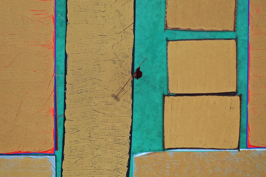 村民正在曬谷場(chǎng)晾曬稻谷。趙勇攝