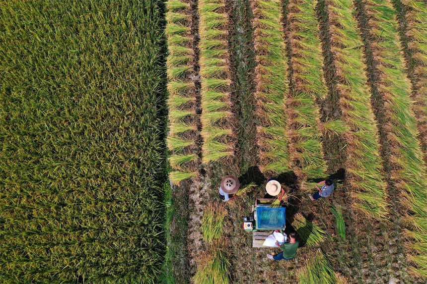 重慶市黔江區(qū)小南海鎮(zhèn)橋梁村古楓寨村民在搶收水稻。楊敏攝