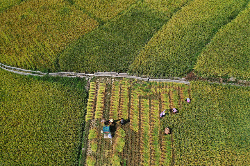 重慶市黔江區(qū)小南海鎮(zhèn)橋梁村古楓寨村民在搶收水稻。楊敏攝