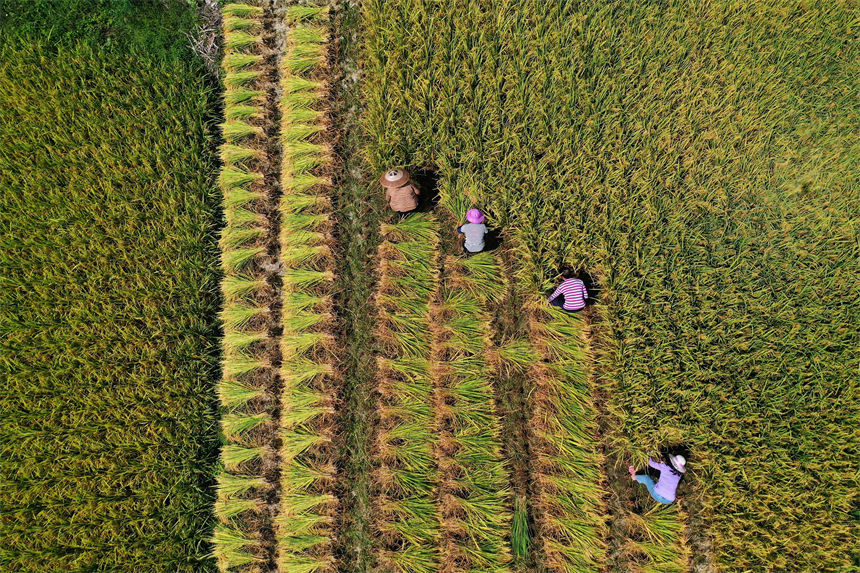 重慶市黔江區(qū)小南海鎮(zhèn)橋梁村古楓寨村民在搶收水稻。楊敏攝