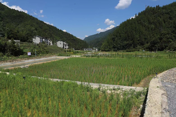 稻田生產(chǎn)體驗(yàn)區(qū)。城口縣委宣傳部供圖