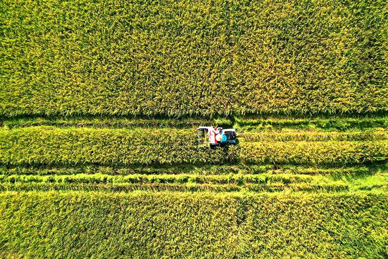 村民正在搶收水稻。楊敏攝