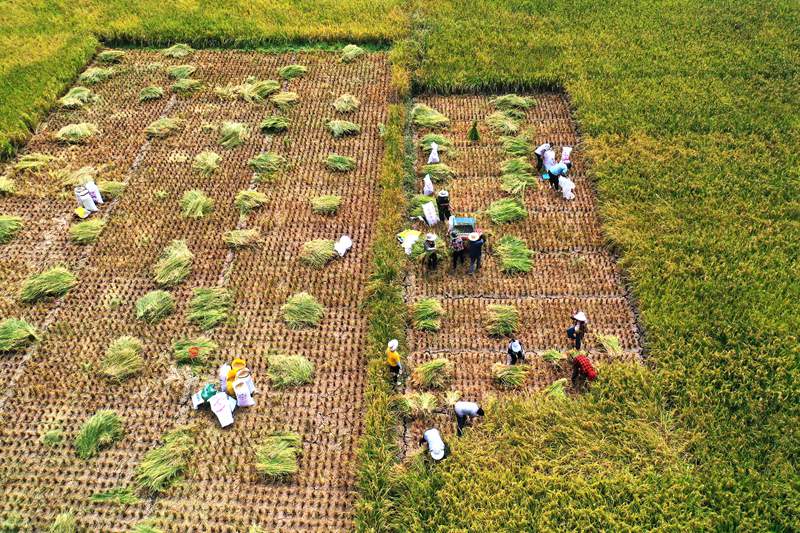 村民正在搶收水稻。楊敏攝