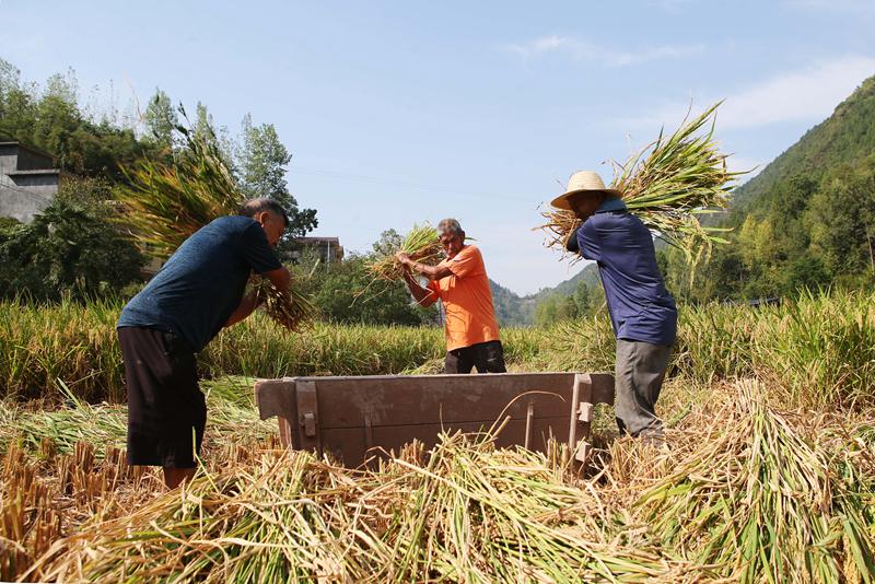 村民正在搶收水稻。楊敏攝