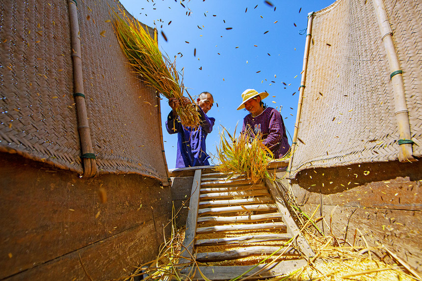 農(nóng)民搶抓晴好天氣收割水稻。陳光國攝