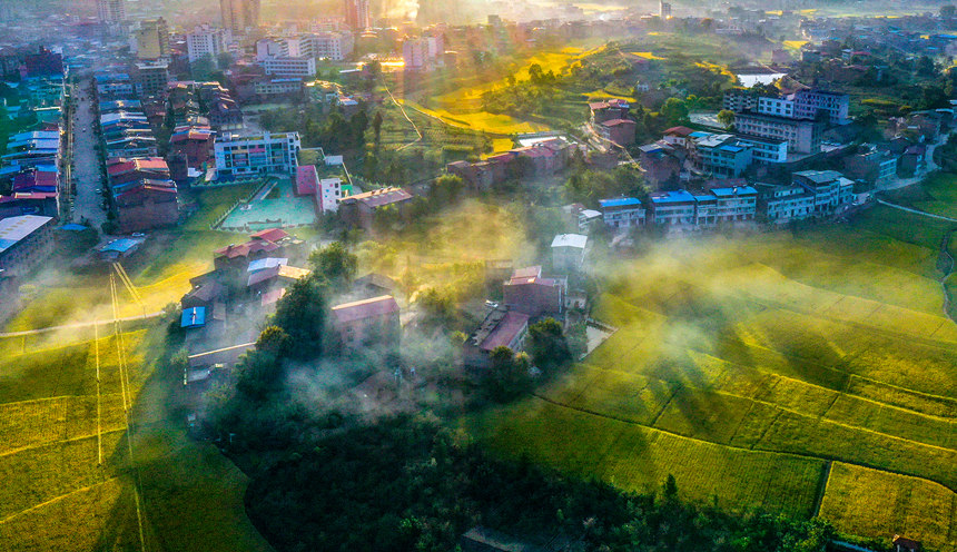 重慶巫山縣廟宇鎮(zhèn)的田野里一片金黃。陳光國(guó)攝