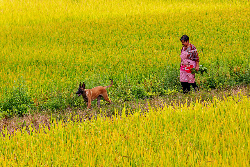 重慶巫山縣廟宇鎮(zhèn)的田野里一片金黃。陳光國攝