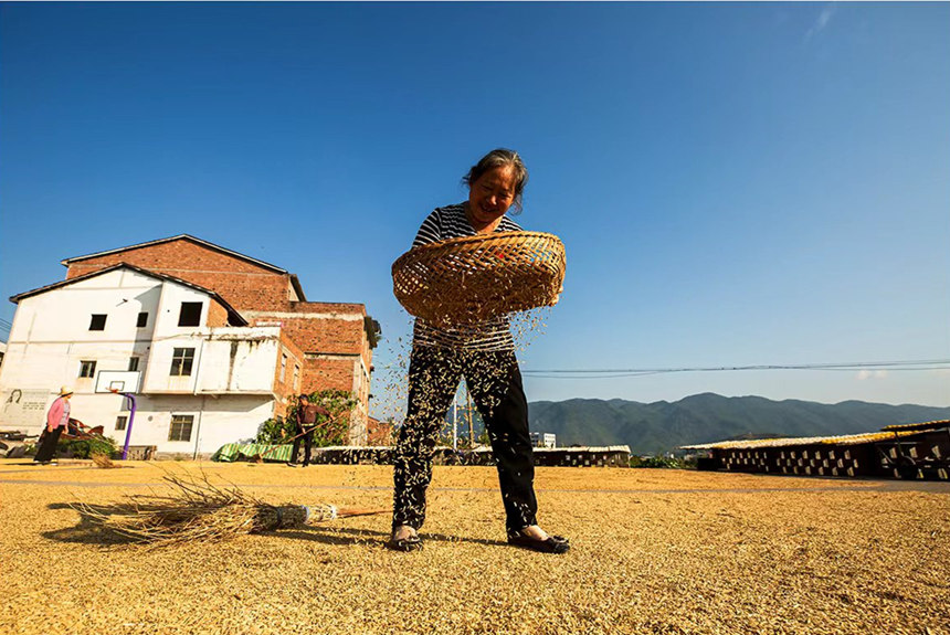 農(nóng)民搶抓晴好天氣晾曬稻谷。陳光國(guó)攝