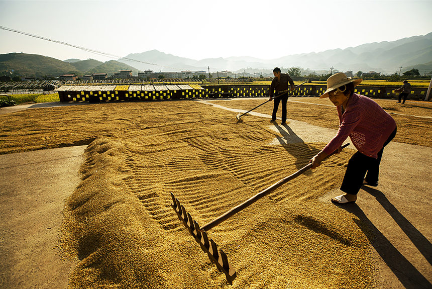 農(nóng)民搶抓晴好天氣晾曬稻谷。陳光國(guó)攝