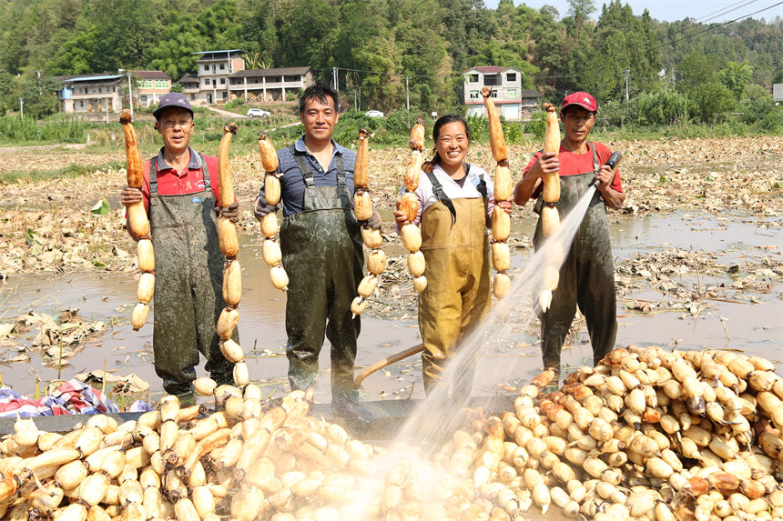 采藕工人臉上露出豐收的喜悅。趙軍攝
