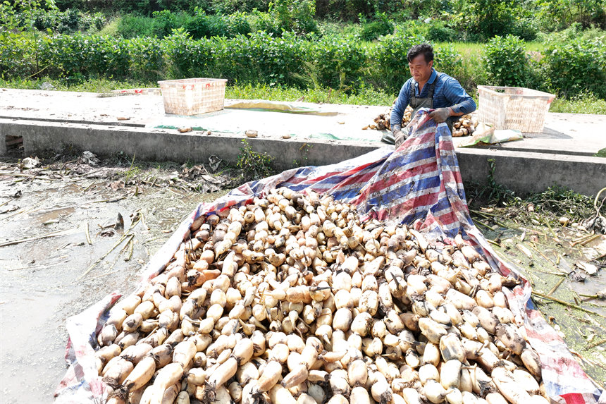 新采的蓮藕。趙軍攝